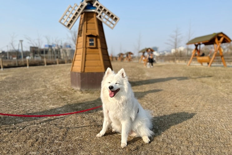  의왕 왕송호수공원 강아지 산책하기 좋은 곳 (ft.애견놀이터도 있어요)