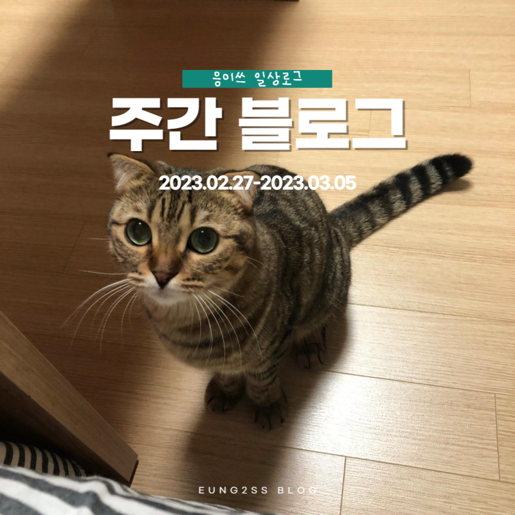  2주만에 일 조회수 1000뷰 달성, 애드포스트 승인(3월 1주차 통계)