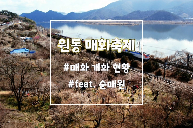  양산순매원 원동매화축제 정보 실시간 매화 개화현황 (23년 3월 5일 기준)