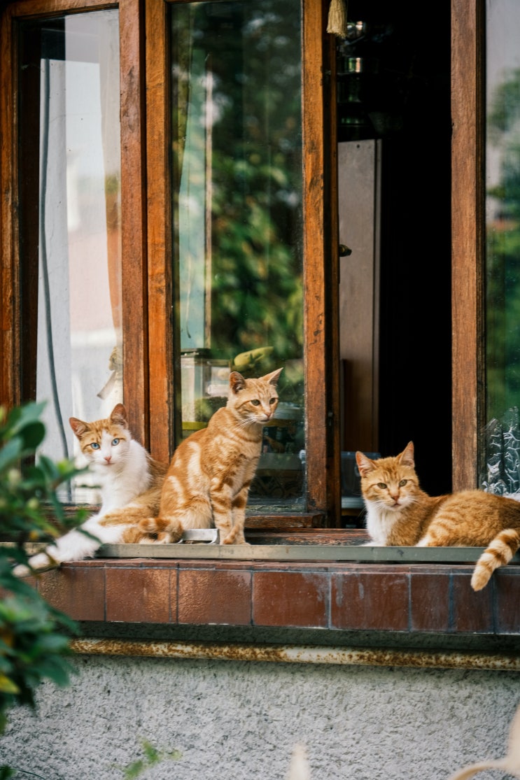  고양이 혈뇨 증상 동반할때 원인과 증상과 대처방법