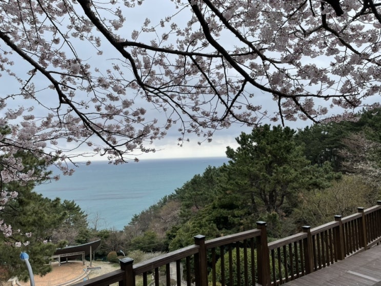 블로그씨 질문, 부산 해운대 산책코스 : 봄 벚꽃명소 달맞이길