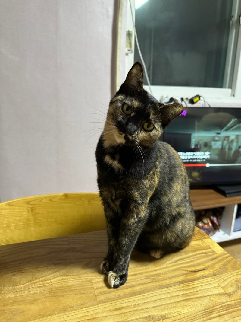 카오스 고양이 삼색 고양이와 차이점 코리안 숏헤어 : 네이버 블로그, image size:800x1067