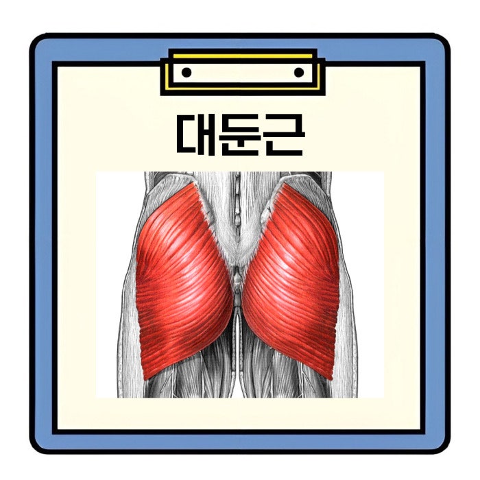 대둔근 운동, 6가지 방법으로 강화하자 : 네이버 블로그