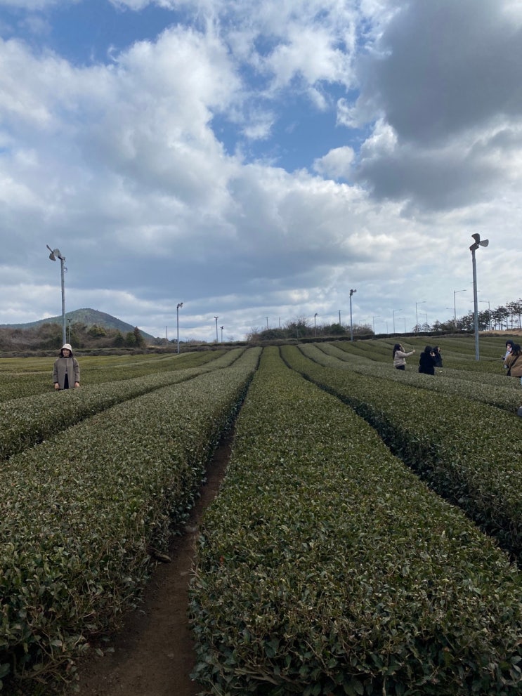  3박 4일 제주도 여행 DAY2 - 제주순메밀막국수 / 오설록 티 뮤지엄 / 랜디스 도넛 / 새별오름 / 곽지해수욕장 / 중문 흑돼지 천국