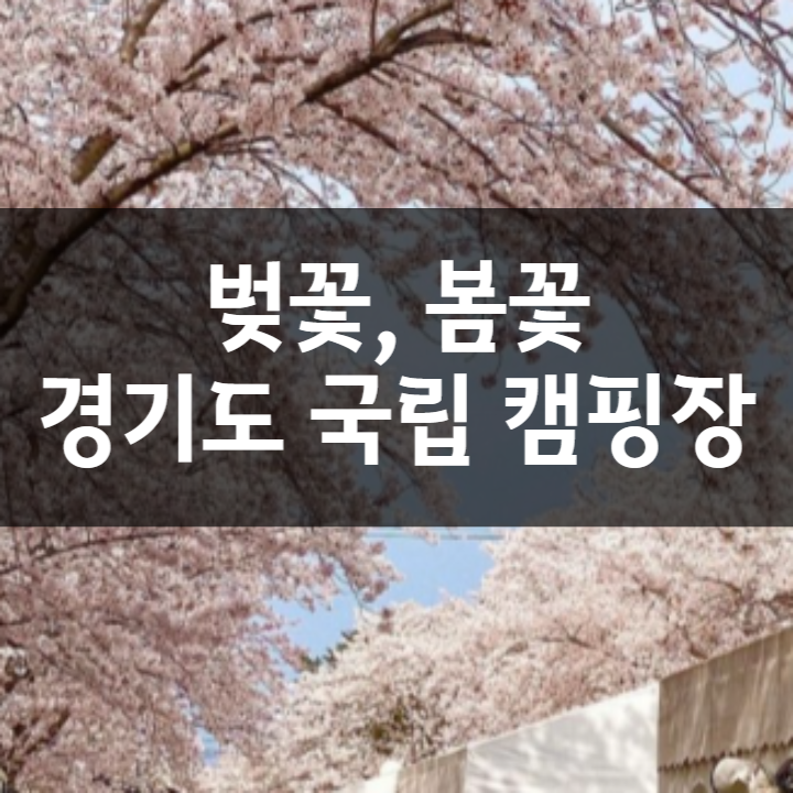  벚꽃 봄꽃 개화시기로 본 경기도 강원도(애견동반) 국립 캠핑장 추천 리스트