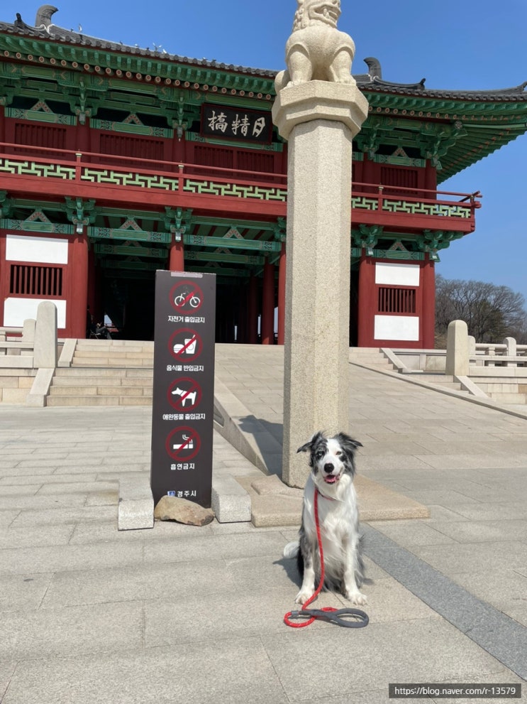  경주 가볼만한 곳 월정교, 교촌마을, 반려견 산책