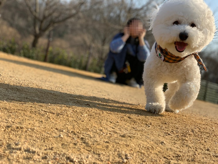  강아지 첫 미용과 스트레스 관리, 비숑프리제 배냇 미용