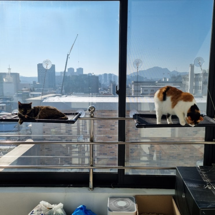  고양이 창문 해먹 윈도우 창틀 해먹 필수용품