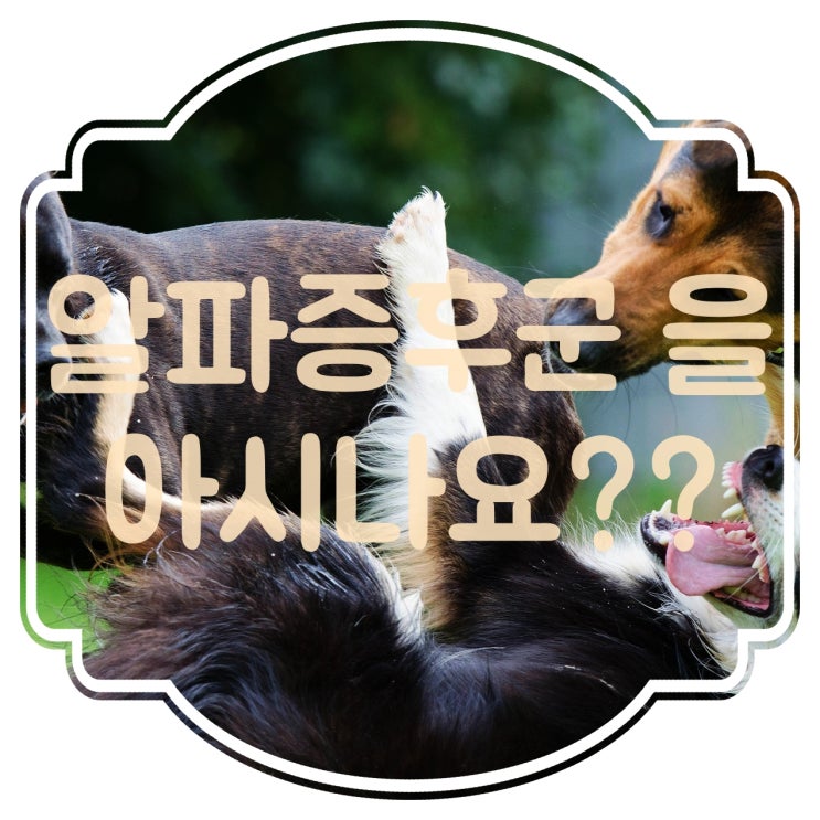  강아지 알파증후군 아시나요? 서열정리 훈련의 필요성!!