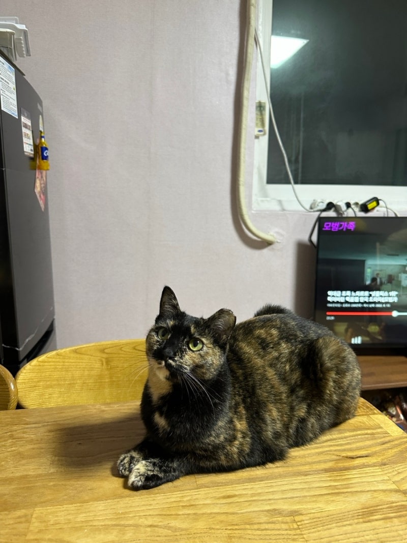 카오스 고양이 삼색 고양이와 차이점 코리안 숏헤어 : 네이버 블로그, image size:800x1067