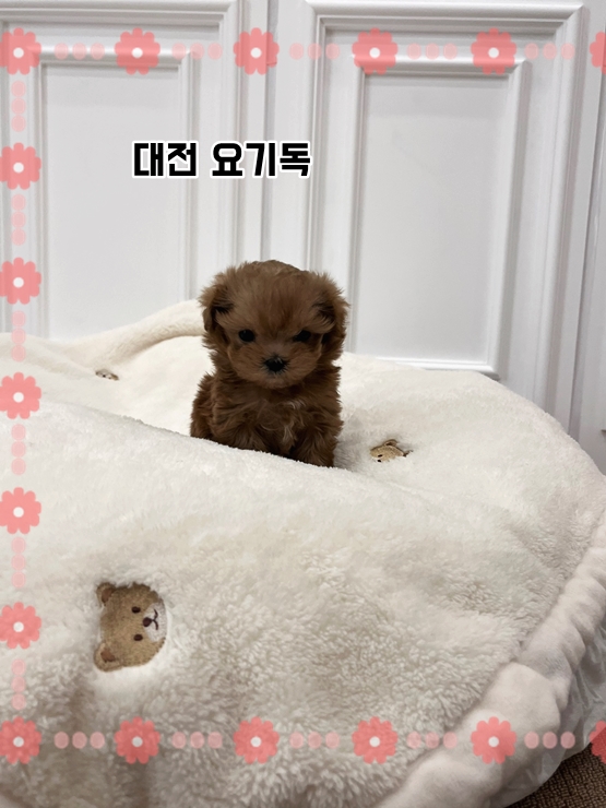  청양강아지분양 있는지 찾아보다가
