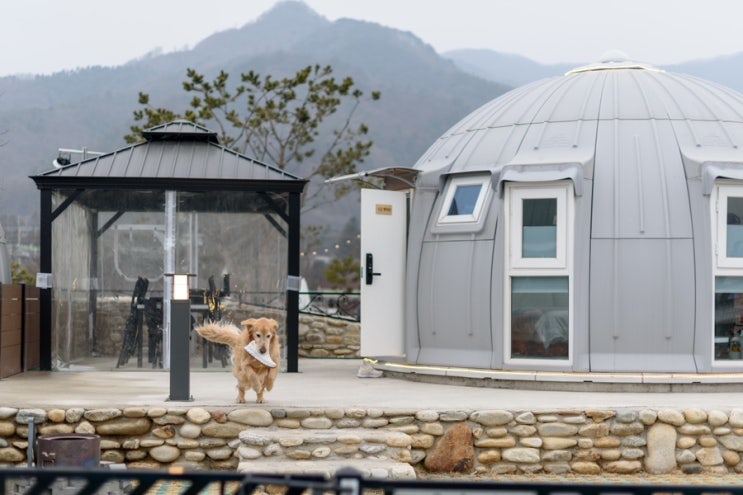  특별한 추억️ 돔으로 된 글램핑장 “가평 아워포레스트” (애견 동반/대형견 가능)