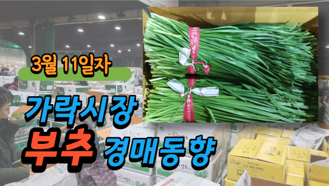  [경매사 일일보고] 3월 11일자 가락시장 부추 경매동향을 살펴보겠습니다!