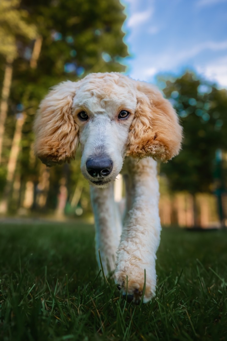 강아지 결석 반려묘 신장결석 원인과 증상과 치료법