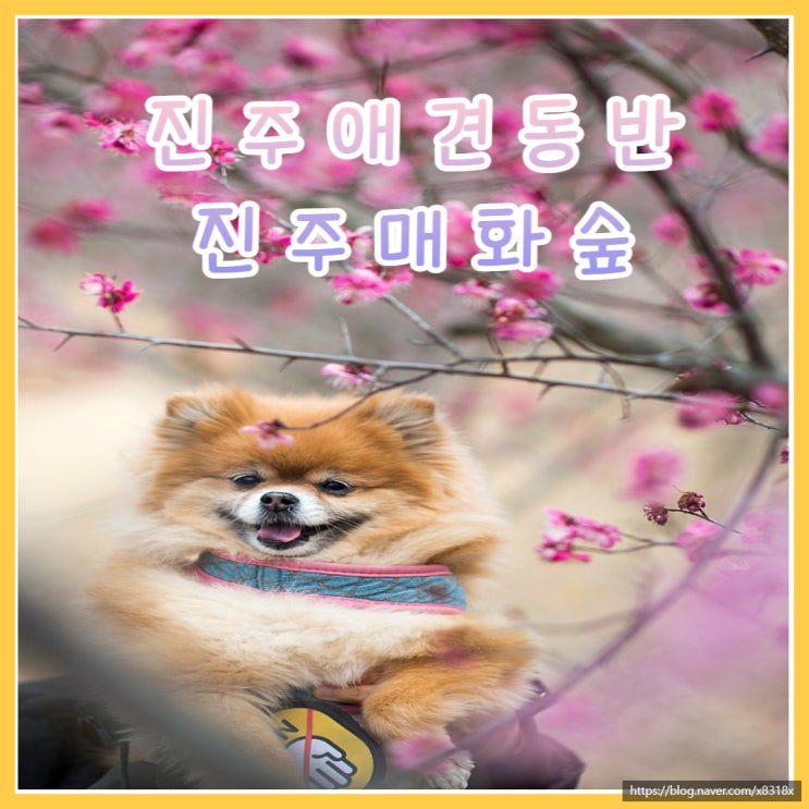  경남가볼만한곳 애견동반 진주매화숲