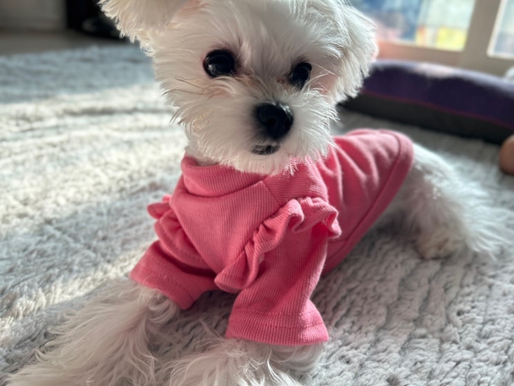  새끼 강아지 미용 후 강아지 명품 옷을 입힌다? 과연 맞을까?