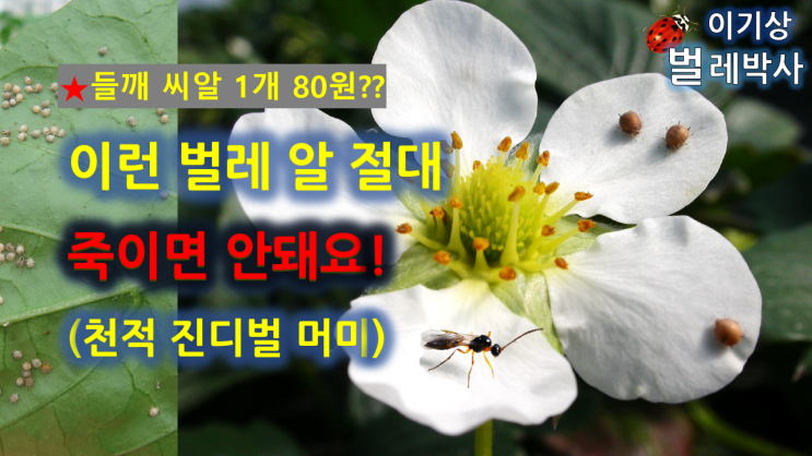  [유튜브 18.]들깨 씨알 1개에 80원??