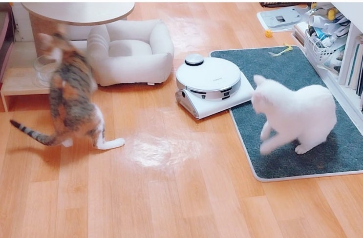 재해 재난 시 <b>고양이</b>와 안전하게 <b>대피</b>하는  방법