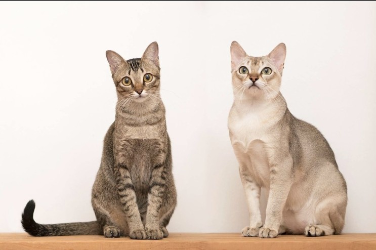 싱가푸라 귀여운 고양이 성격 분양가격 등 특징