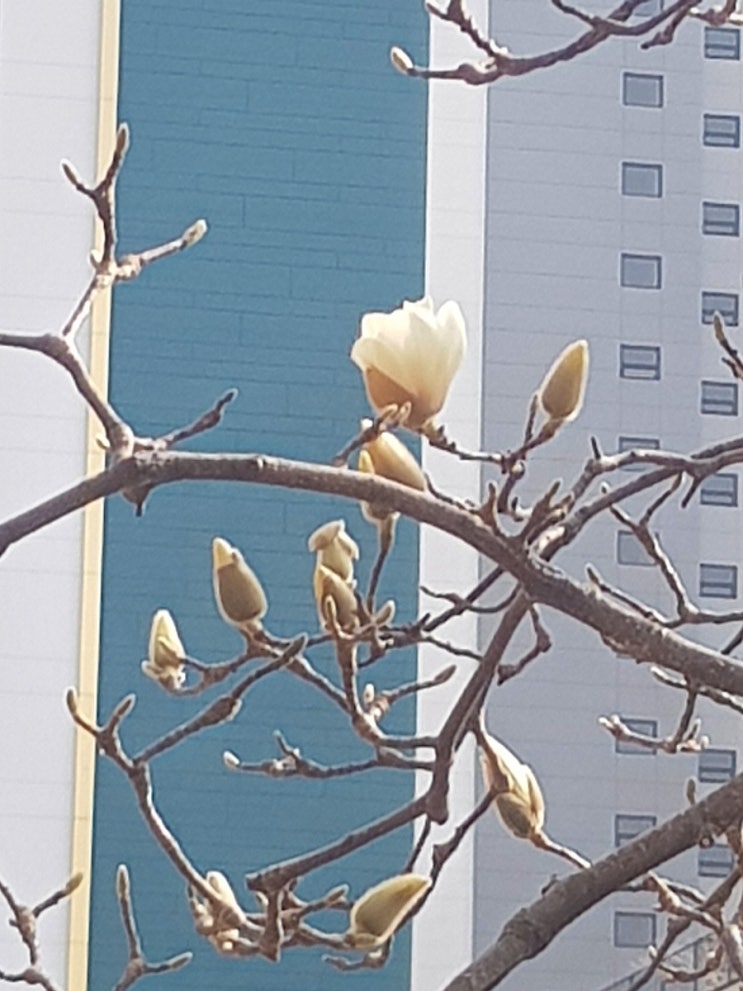  솜털 같은 목련 봉오리야 봄을 알려 주어 고마워