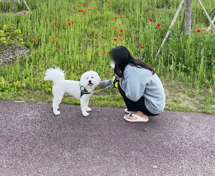  강아지 코 색깔이 변하는 이유, 코 색소 변화