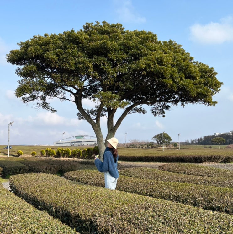  오설록 티뮤지엄 제주 볼거리로 좋은 핫플레이스