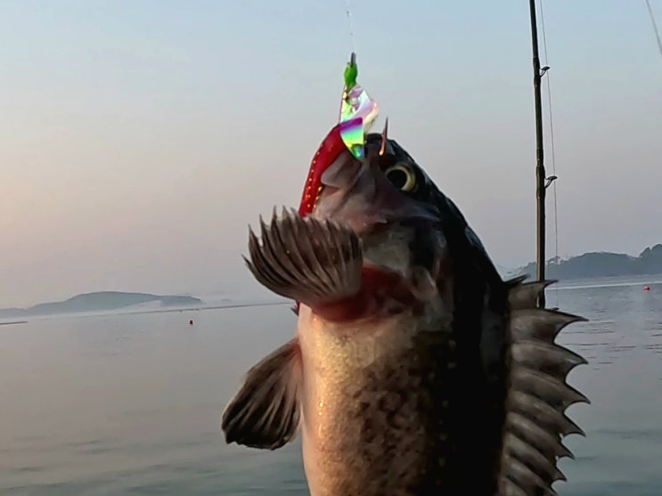  3월 서해바다 경칩 낚시시작! 내포항 우럭낚시 해맨호 몸풀고 왔습니다