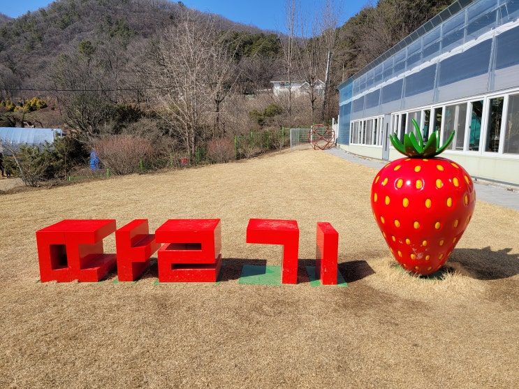 [두돌아기와 가볼만한곳] 율봄식물원 1탄, 서울 근교 딸기농장에서 딸기를 직접 따 냉장고에서 꺼내 먹어요