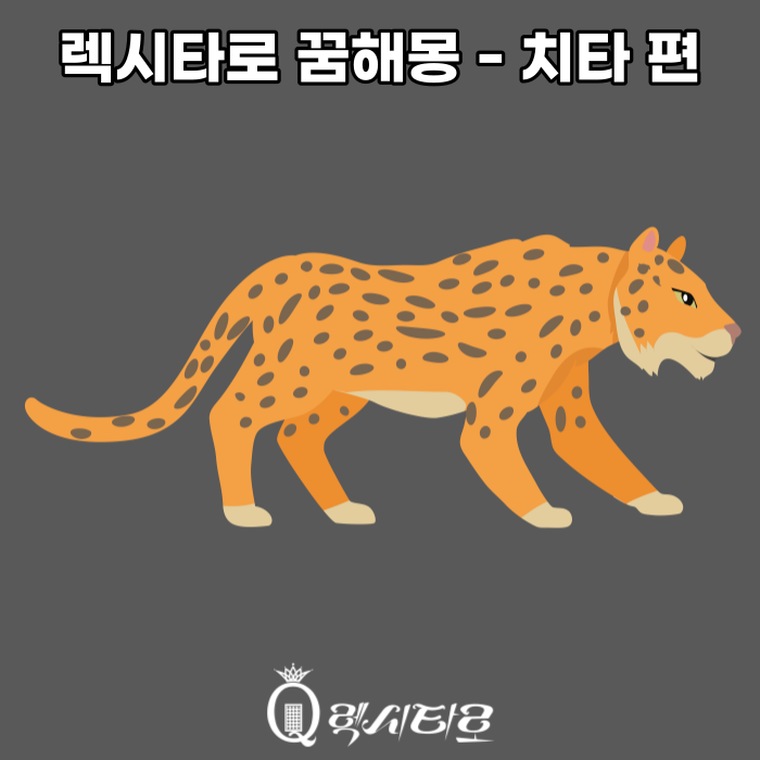 당신의 꿈을 풀어드립니다 - 치타 꿈해몽