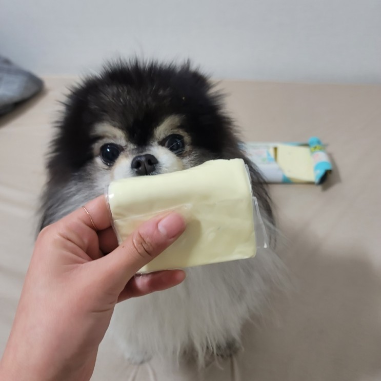 강아지 치즈 탈모로 사람 유아용 1단계 치즈 급여