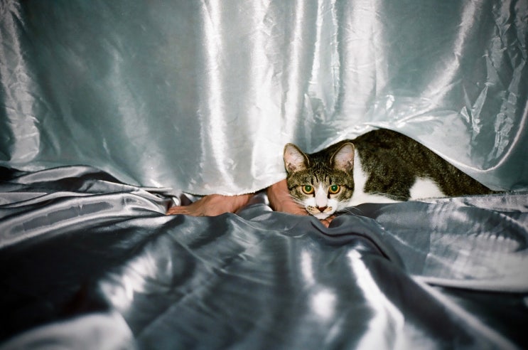  필름카메라 콘탁스(Contax) G2 간단리뷰 및 필름사진 샘플.