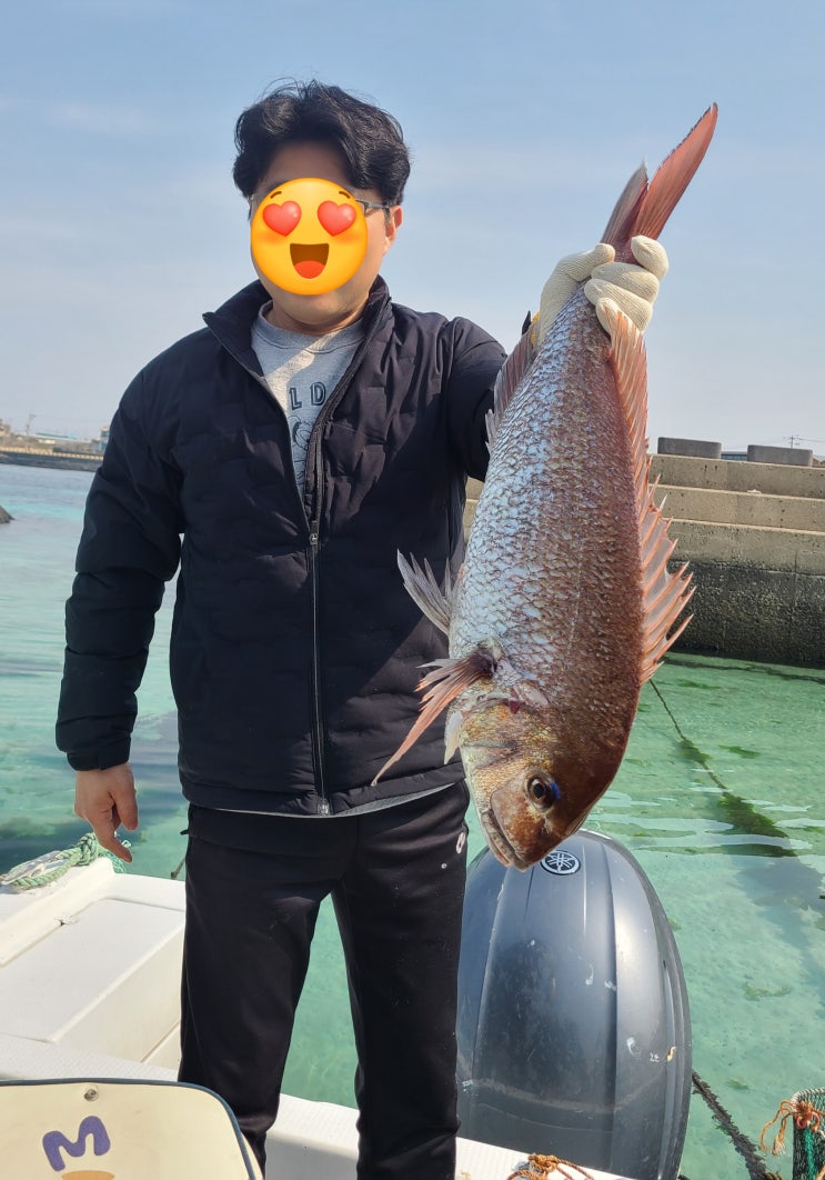 흔한 제주살이 자연산참돔 자연산뱅에돔 흔한 제주살이 자연산참돔 자연산뱅에돔