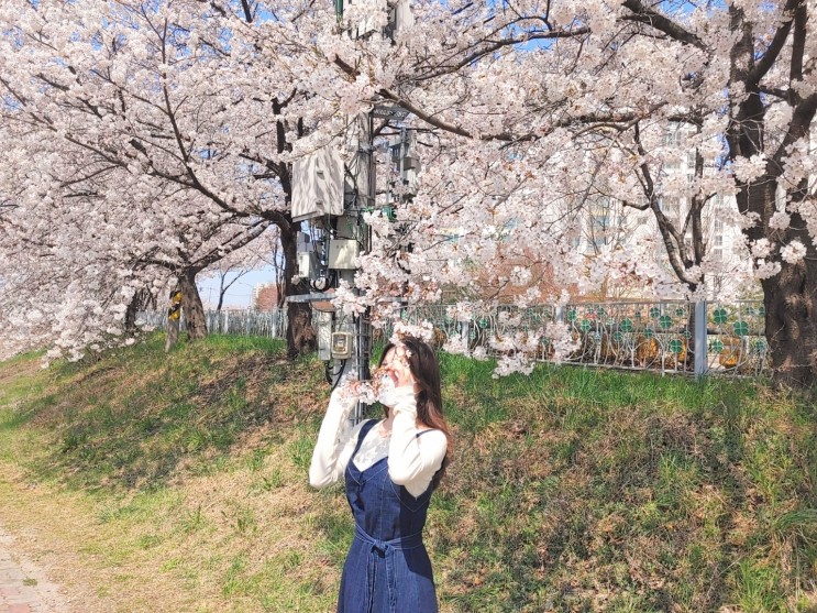 전주 벚꽃 명소 4월 뚜벅이 여행