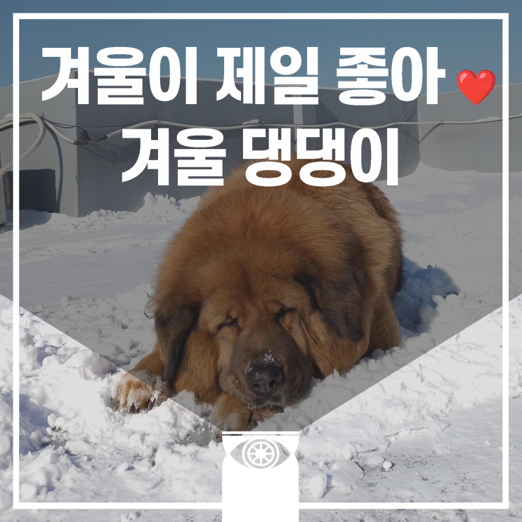  [재인하루] 겨울이 제일 좋아! 겨울 댕댕이 재인