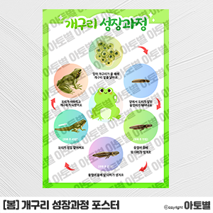  어린이집 개구리 성장과정 포스터, 개구리 성장과정 그림카드, 개구리 프로젝트, 봄 프로젝트, 봄동식물 학습 교구, 봄 놀이활동, 봄 그림카드, 봄 환경구성, 개구리 환경구성
