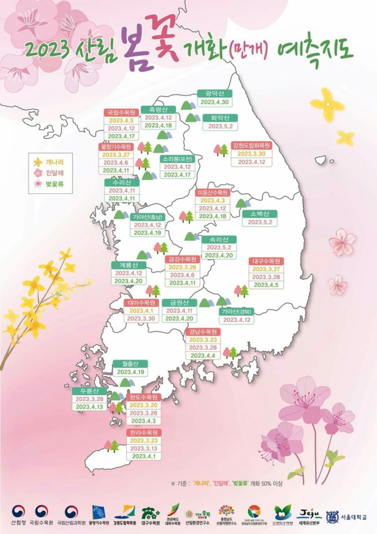 2023년 벚꽃 개화시기 꽃놀이 지도 개화지도 개나리 진달래 개화지도 feat.산림청
