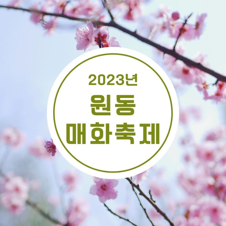  양산 원동 순매원 매화꽃 개화상태(3/7)