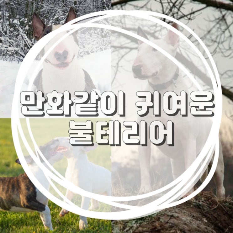  중형견 종류 박명수 똑닮 불테리어 성격 분양가 주의점