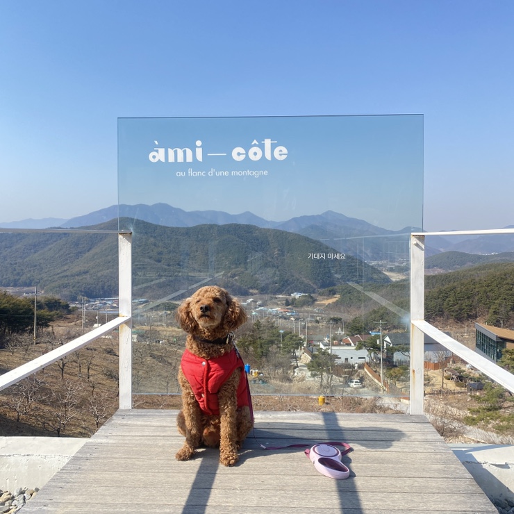  청도)) 산 중턱에 있는 공기 좋은 애견 동반 카페