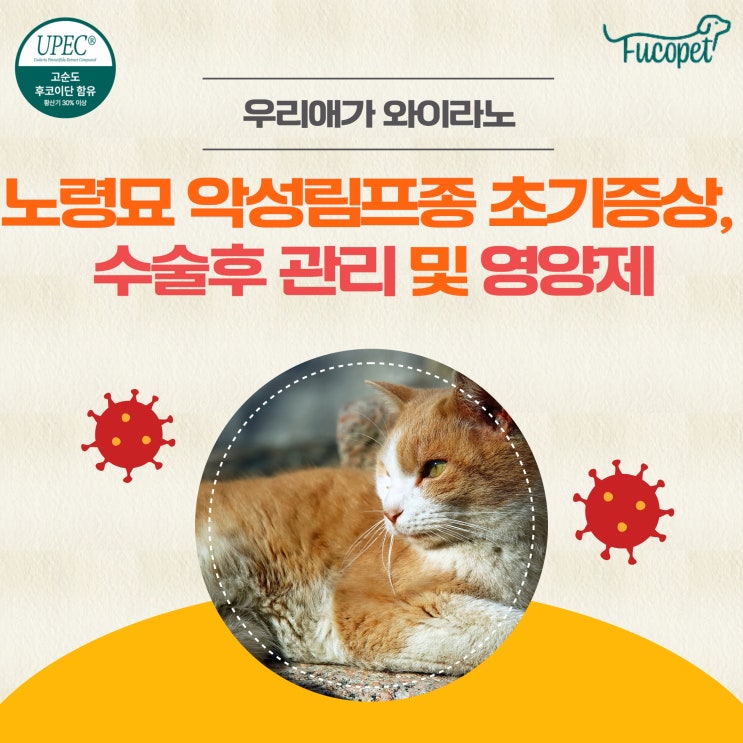  49th.노령묘 림프종 초기증상, 수술 후 관리 및 영양제 #재발방지