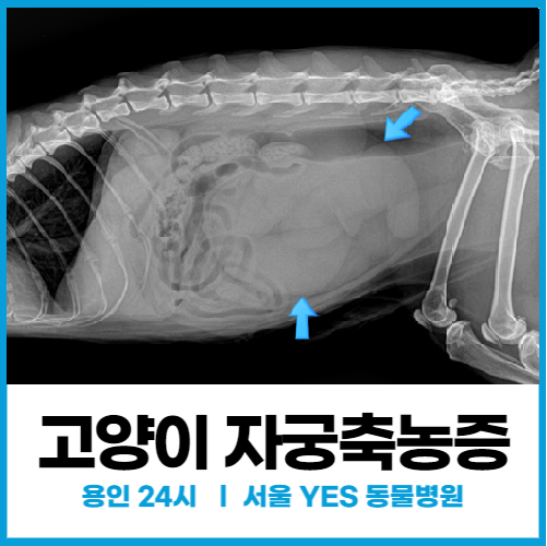 [외과] 고양이자궁축농증, 용인 분당 24시동물병원의 응급실 치료사례
