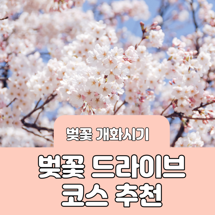  2023년 벚꽃 개화시기 만개 시기 (ft. 벚꽃 드라이브 코스 추천)