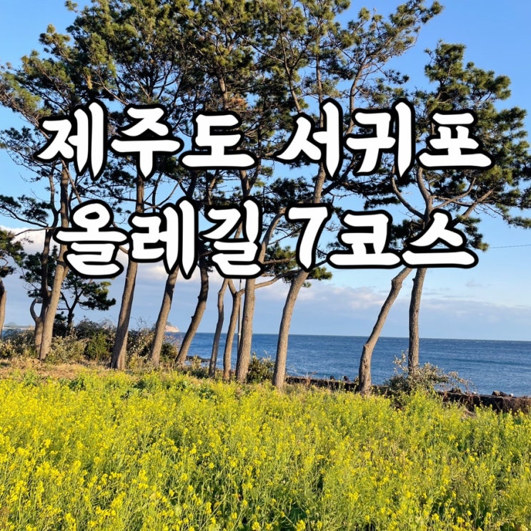  제주도)제주올레7코스 아무도 모르는 서귀포유채꽃 발견