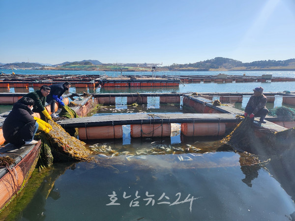  여수시, 가두리 양식어류 집단폐사 저수온 피해조사 나선다…피해복구 총력