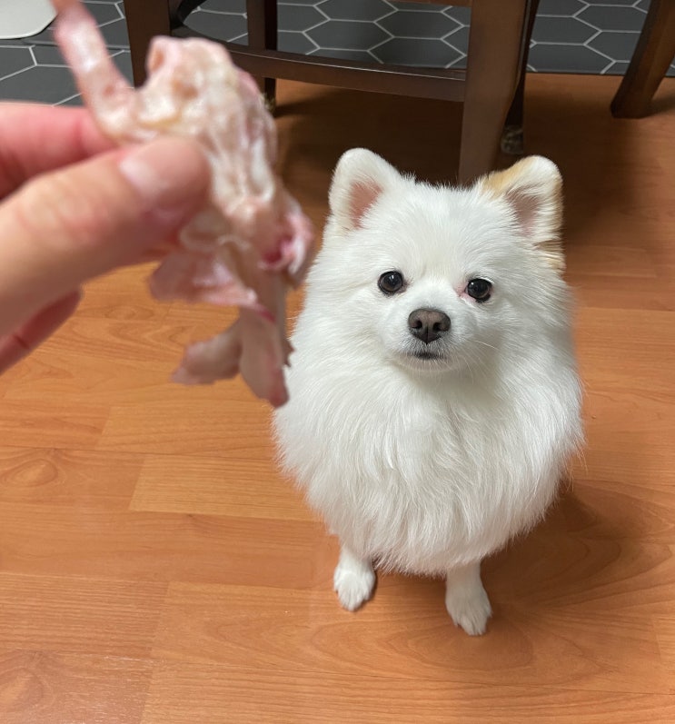  강아지 뼈간식 직접 만든 닭발 주의점!