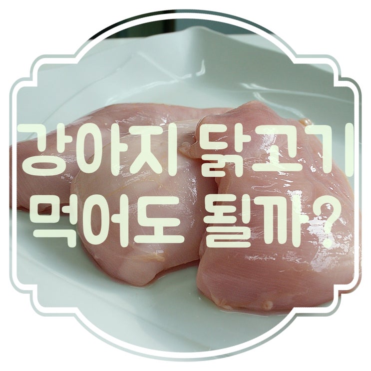  강아지 닭고기 먹어도 되는걸까??