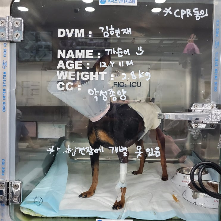 혈액암 판정으로 까순이 항암치료결정, 2일차 "항암일지" 혈액암 판정으로 까순이 항암치료결정, 2일차 "항암일지"