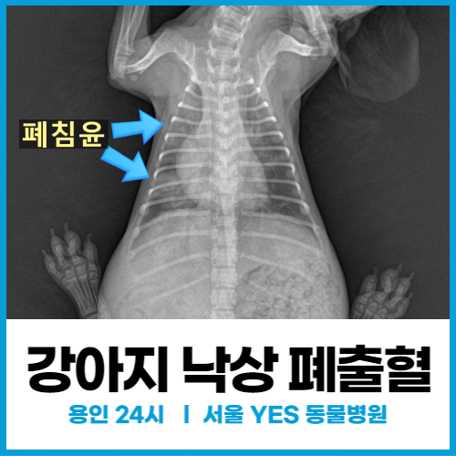 강아지 낙상으로 호흡곤란 보일 때, 폐출혈 (용인 분당 동물병원)