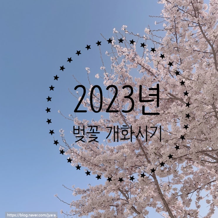 [2023년 벚꽃 개화 시기] 국내여행을 위한 벚꽃 개화시기 소개