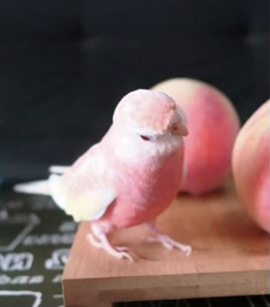  복숭아 새